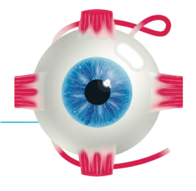 Eye
