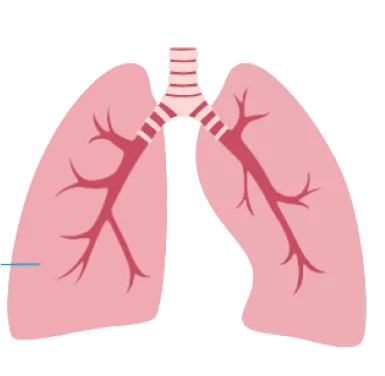 Lungs
